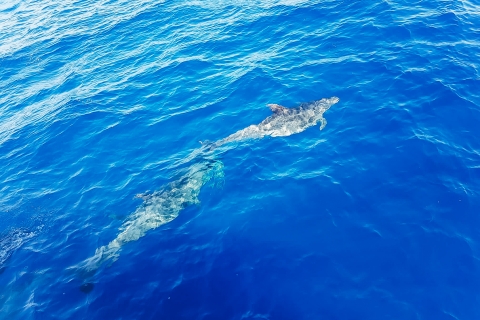 Gran Canaria: rejs katamaranem i delfinami z nurkowaniemGran Canaria: rejs z obserwacją delfinów i wielorybów oraz snorkeling