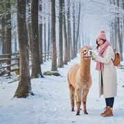 Seoul: Alpaca+Nami+Eobi( with Rail Bike or Strawberry)