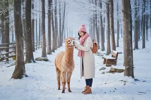 Seoul: Alpaca+Nami+Eobi( with Rail Bike or Strawberry) - Image 3
