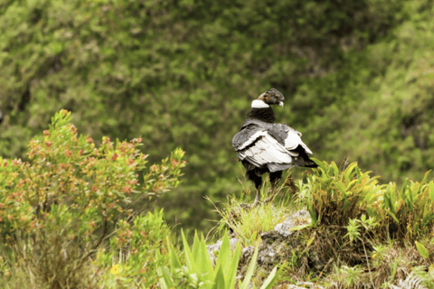 Paramo e Foresta Nuvolosa: Spedizione con l&#039;orso andino