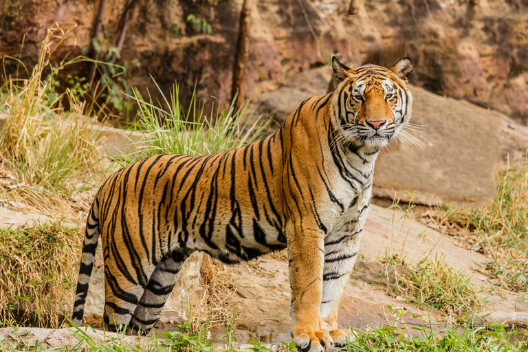 3-Day Ranthambore Tiger Safari Tour from DelhiPrivate Trip without Hotel