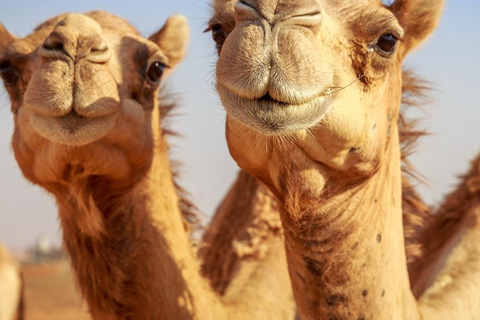 Marrakech: Agafay Desert Quad Bike, Camel Ride, Pool & Lunch Desert Agafay : Quad Biking, Camel Ride, Lunch & Pool