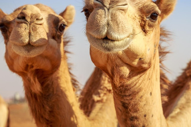 Marrakech: Agafay Desert Quad Bike, Camel Ride, Pool & Lunch Desert Agafay : Quad Biking, Camel Ride, Lunch & Pool