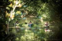 Expedición de kayak, safari de mangle de mono - Housity