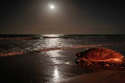 Boa Vista: Ethical Sea Turtle Conservation Camp with a Biologist
