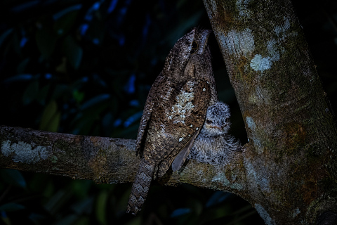 Sigiriya: Night Safari, Fireflies & Wildlife Private Tour