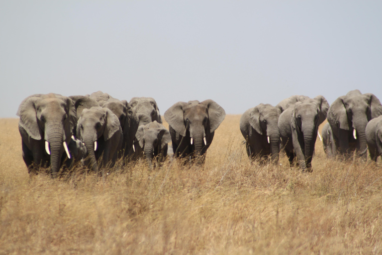 Tanzania: 9-Day Wildebeest Migration Odyssey Midrange Tour