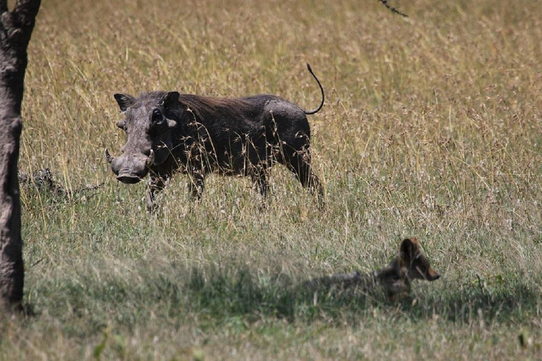 Nairobi: Ol Pejeta Conservancy Day Trip with Game Drives
