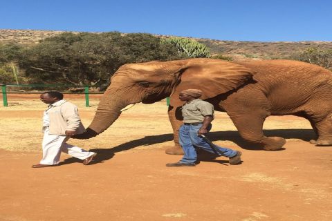 South Africa: Elephant Sanctuary Half Day Tour
