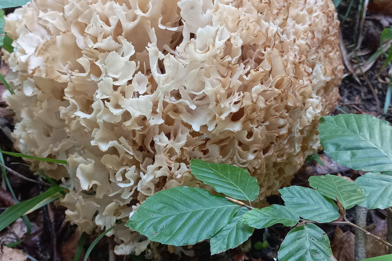 Poiana Brașov: setas silvestres y secretos del bosque