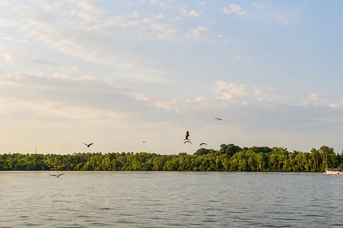 Kuala Selangor: Eagles Watching, Fireflies & Blue Tears