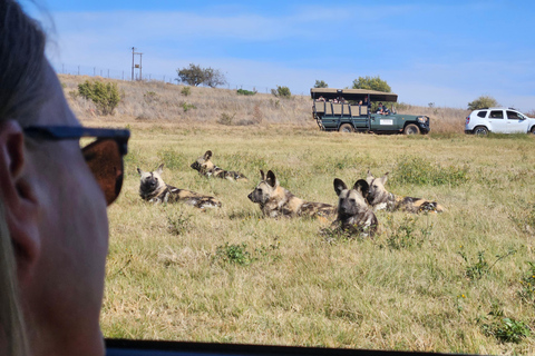 Rhino and Lion Park (Safari) and Cradle (Maropeng Museum)Private Tour