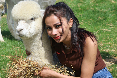 From Christchurch: Alpaca Farm Tour with Feeding and Guide