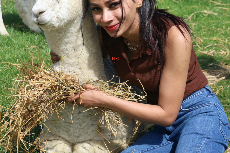 From Christchurch: Alpaca Farm Tour with Feeding and Guide