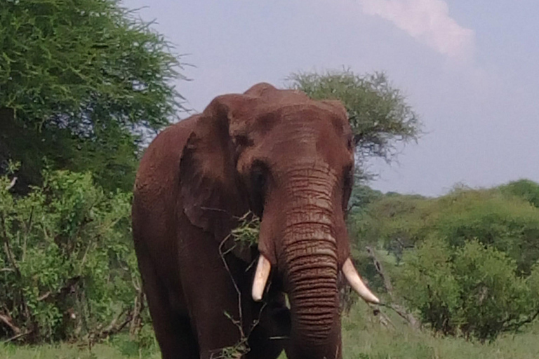 Serengeti Explorer: 6 Tage Privatsafari mit Wildbeobachtung.