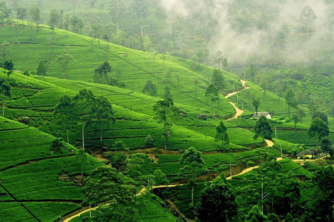 Exclusive, Bangalore with Ooty Hill Station Tour (04 Days)