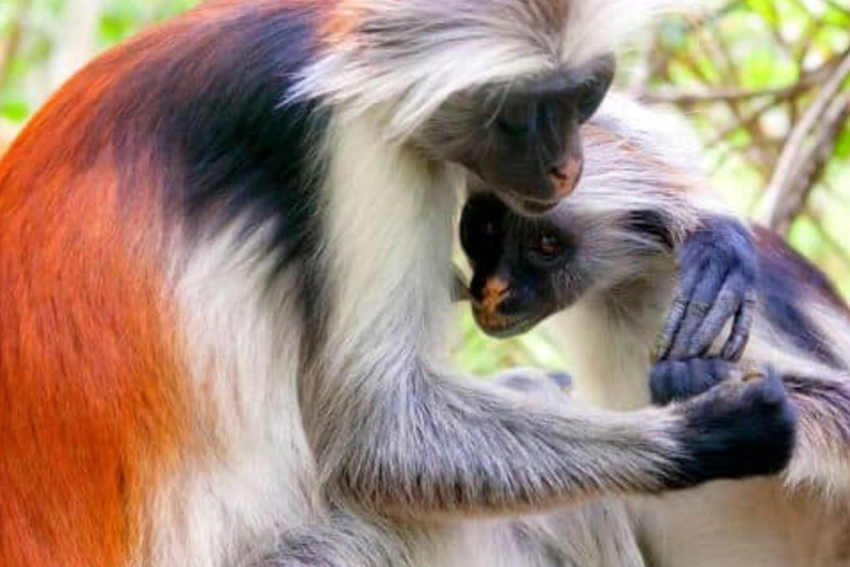 Zanzibar: Birdwatching Tour with Pickup