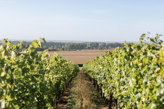 Vendeuvre: Guided visit and wine tasting at the Domaine des Arpents du Soleil