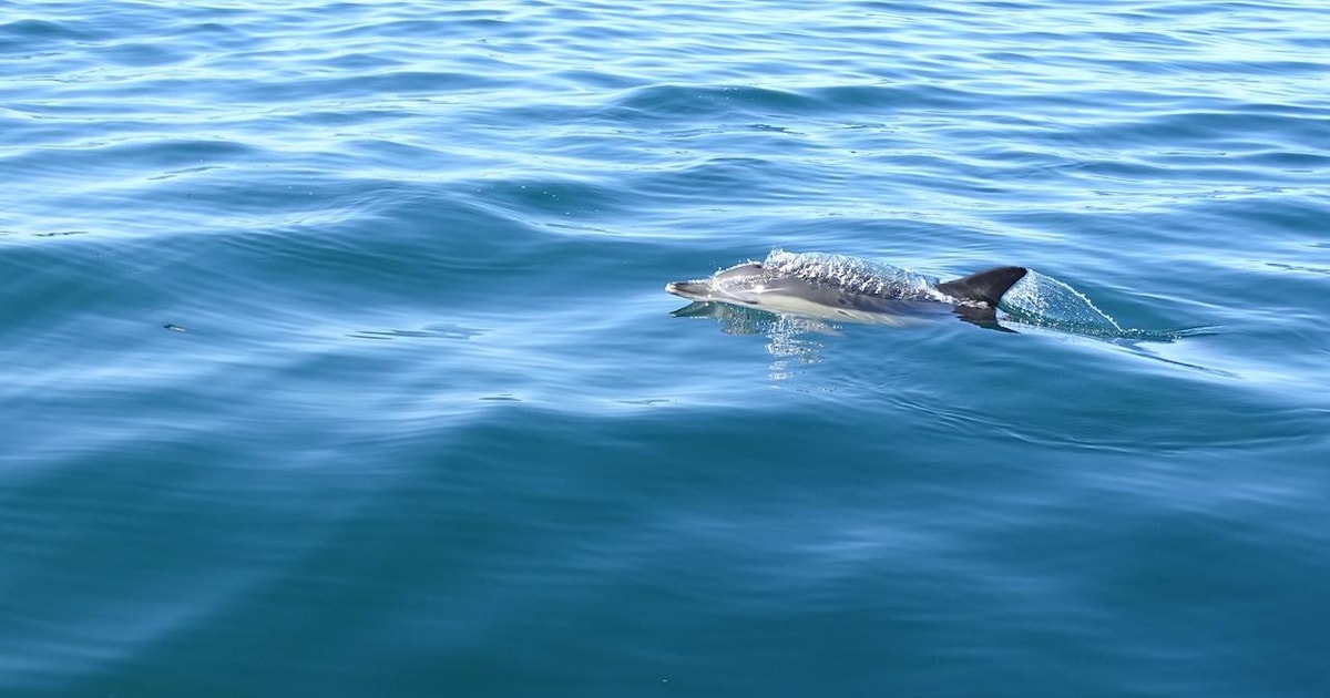 Faro Tour En Barco Para Avistar Delfines Y Fauna Marina Desde Faro