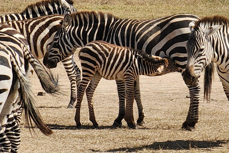 Nairobi park afternoon game drive with free airport pick up.