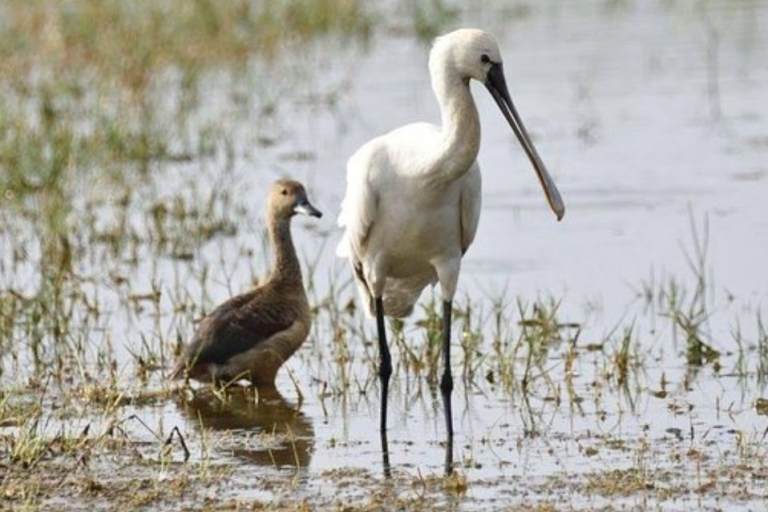 Muthurajawela: Wycieczka z obserwacją ptaków podmokłych z Kolombo!