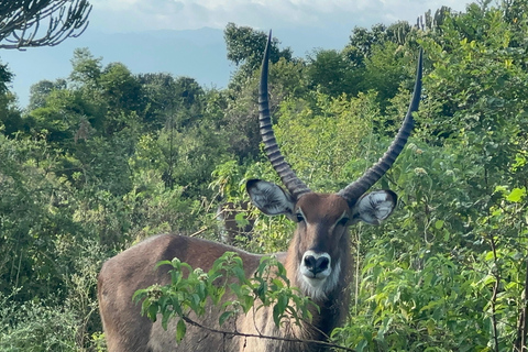 7 Day Rwanda Uganda Culture and Primate Safari Adventure