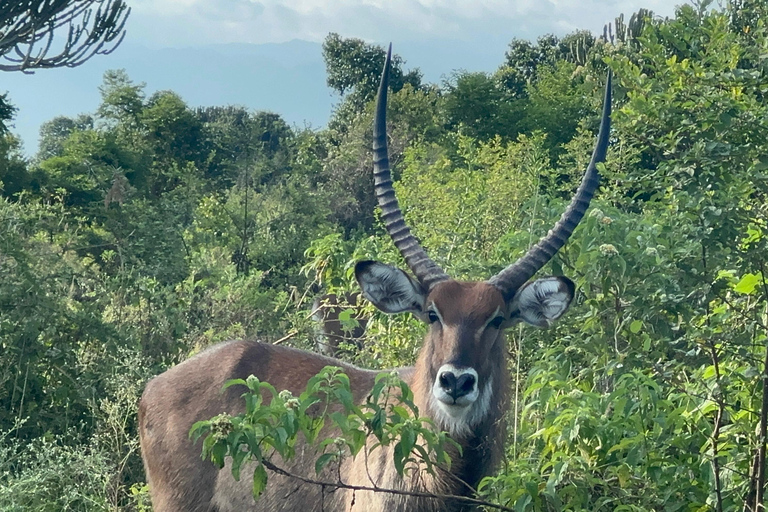 7 Day Rwanda Uganda Culture and Primate Safari Adventure