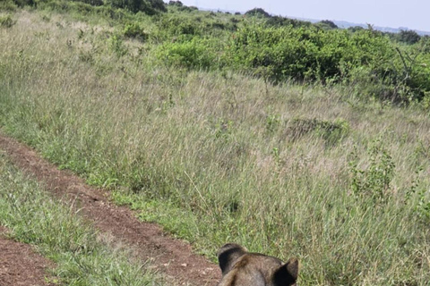 Nairobi National Park Game Drive Safari With Pick-Up