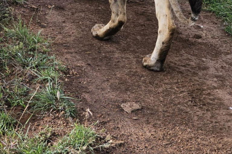 Nairobi National Park Game Drive Safari With Pick-Up