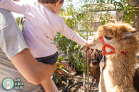 Gozo, Farm Visit with Alpaca Walk and Feeding - Housity