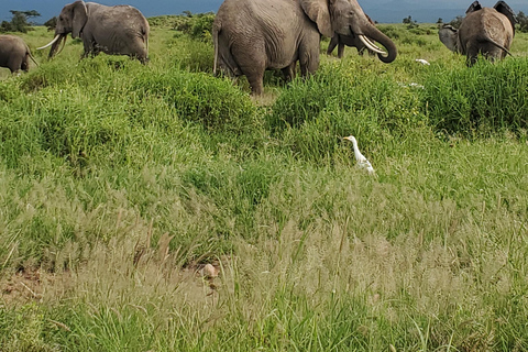 جولة رحلة ليوم واحد في أمبوسيلي - إطلالة على كليمنجارو