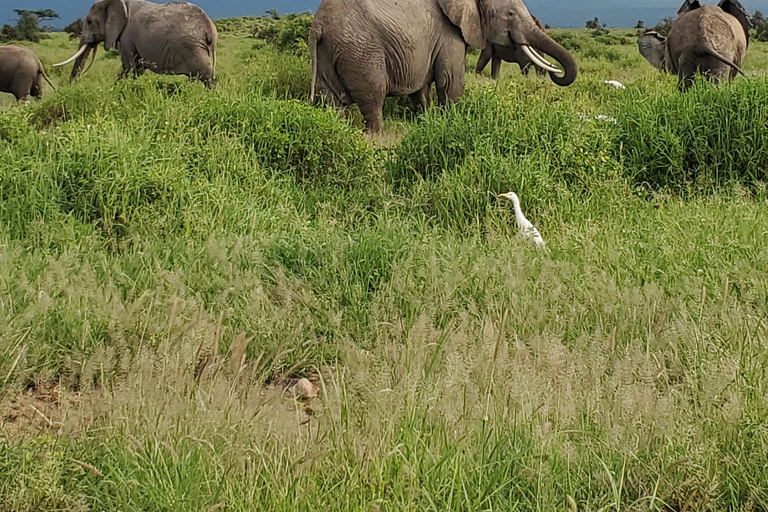 جولة رحلة ليوم واحد في أمبوسيلي - إطلالة على كليمنجارو