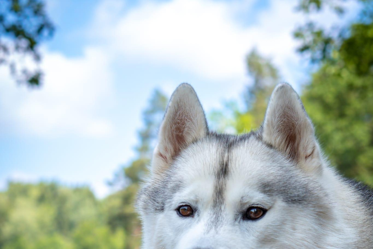 Husky Erlebniswanderung AlthütteCaminhada com a experiência do Husky