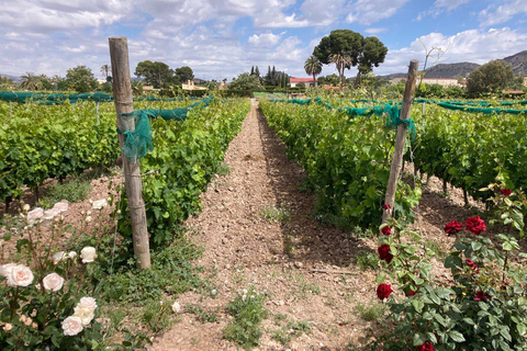 Alicante: Wine tasting tour with transfer