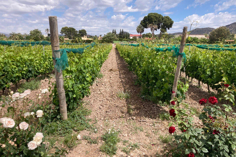 Alicante: Wine tasting tour with transfer