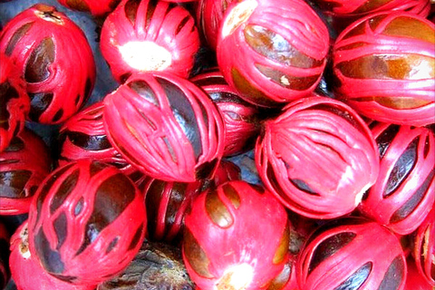 Kandy city tour and village tour in one day