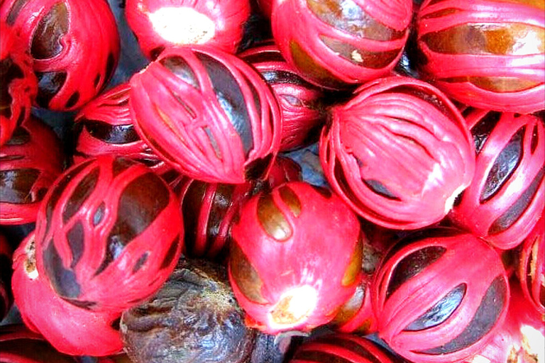 Kandy city tour and village tour in one day