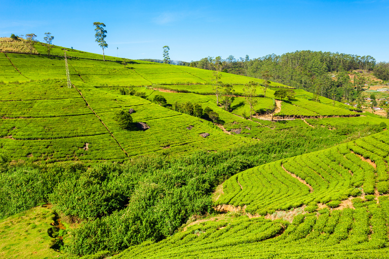 3-Day Private Tour: Sigiriya, Dambulla, Ella With Train Tour