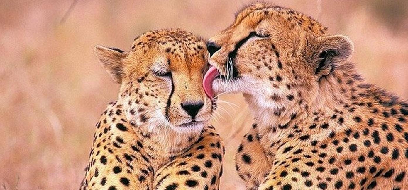 Stellenbosch Giraffenhaus und Geparden Outreach mit Wein