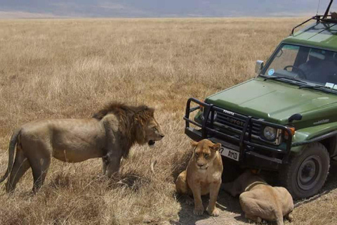 Zanzibar: Tarangire nationalpark och Ngorongoro-kratern