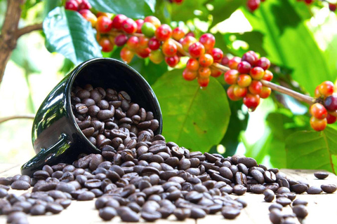 Arusha Coffee Tour