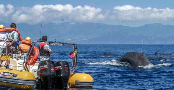 Azoren: Walbeobachtung & Bootstour zu den kleinen Inseln mit Meeresbiologe