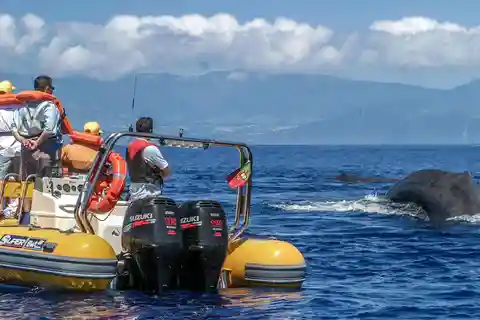 Azores Whale Watching & Islet Boat Tour