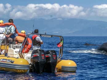 Azores: Whale Watching & Islet Boat Tour