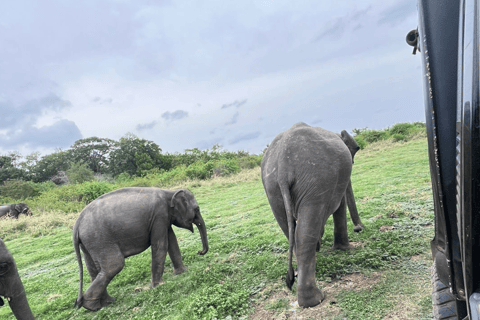 From Near Sigiriya: Kaudulla National Park Safari Tour Half Day Safari Tour