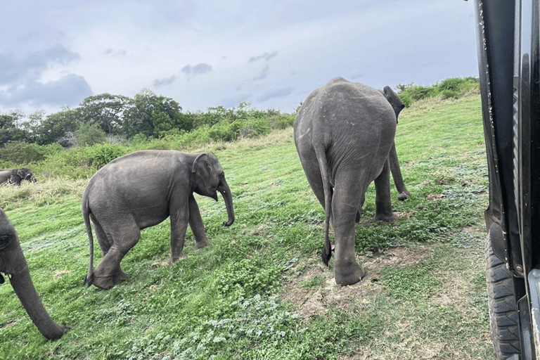 From Near Sigiriya: Kaudulla National Park Safari Tour Half Day Safari Tour