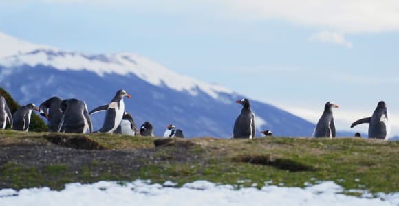 Ushuaia: Encuentro con pingüinos desde la embarcación.