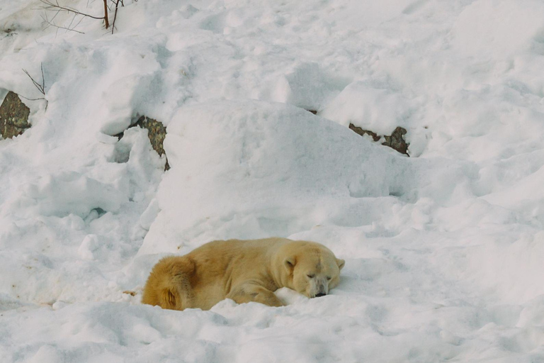 Rovaniemi: Utflykt till Ranua Zoo