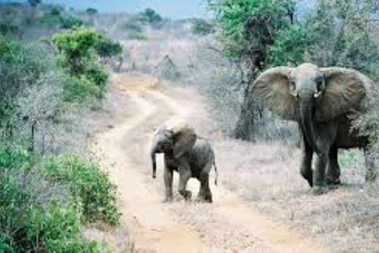 Dagsutflykt till Amboseli nationalparkDagstur till nationalparken Amboseli