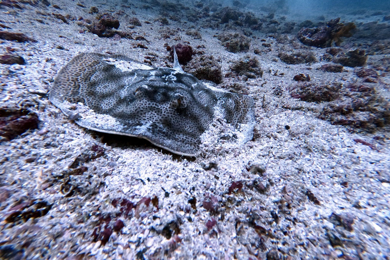 Tamarindo: Snorkeltour met gids en zeeleven spotten